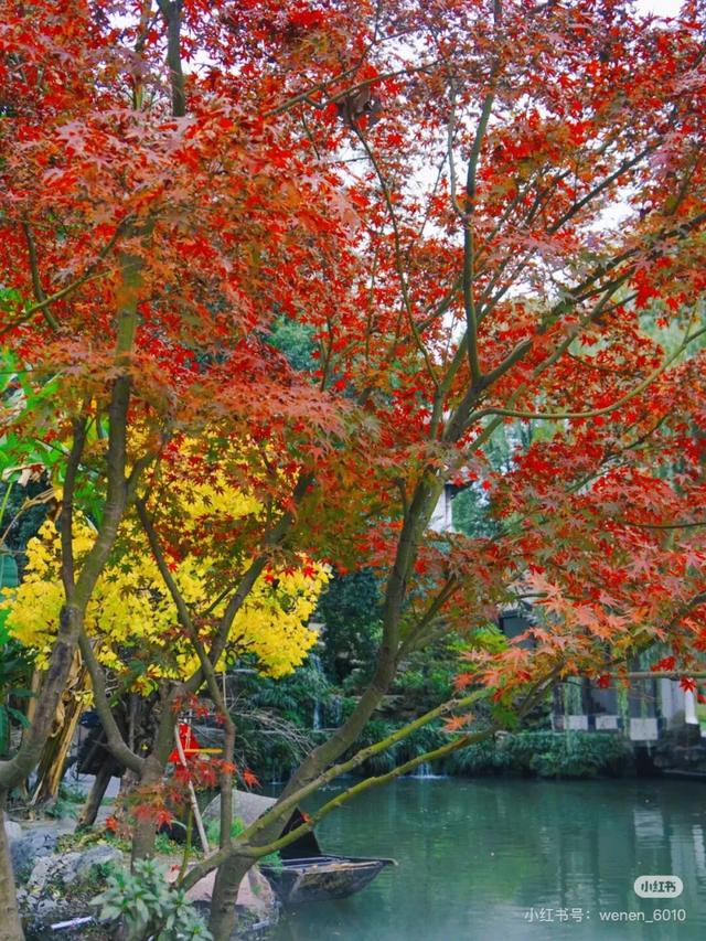 地铁直达！免费！成都20个绝美赏秋地，银杏水杉梧桐红枫限时上演！就在家门口！