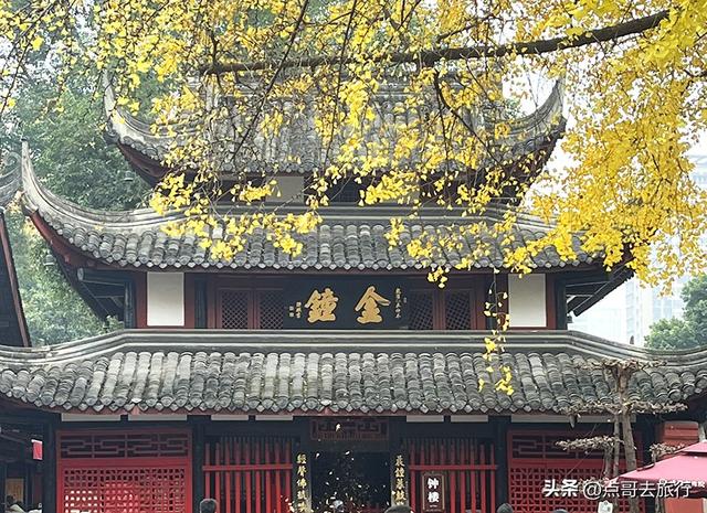 成都市中心最美银杏观赏地，这6处你去过吗？都不要门票！