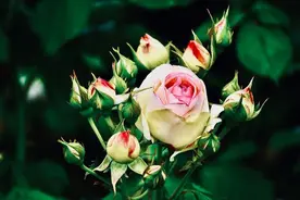 倘若一个男人和你分手了，却再次联系你了，原因有三个图片