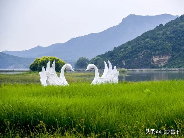 “淡妆浓抹总相宜”，七孔桥花海恢复开园！