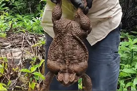 澳洲横行霸道的毒蛤蟆，体重比足球还大，把鳄鱼毒翻还能吃蛇图片