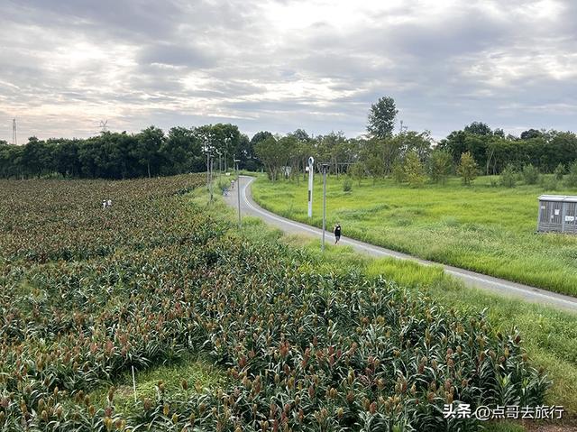 成都惊现粉黛草与红高粱成片，色彩超级艳丽，地铁公交车可达！