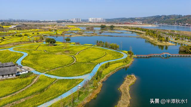 四川彭山：五湖四海油菜花盛开 市民暖阳下赏花踏春