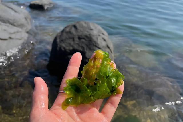 去烟台龙口旅游,海菜包4元一个,凉拌海菜20元一盘,你看值吗?