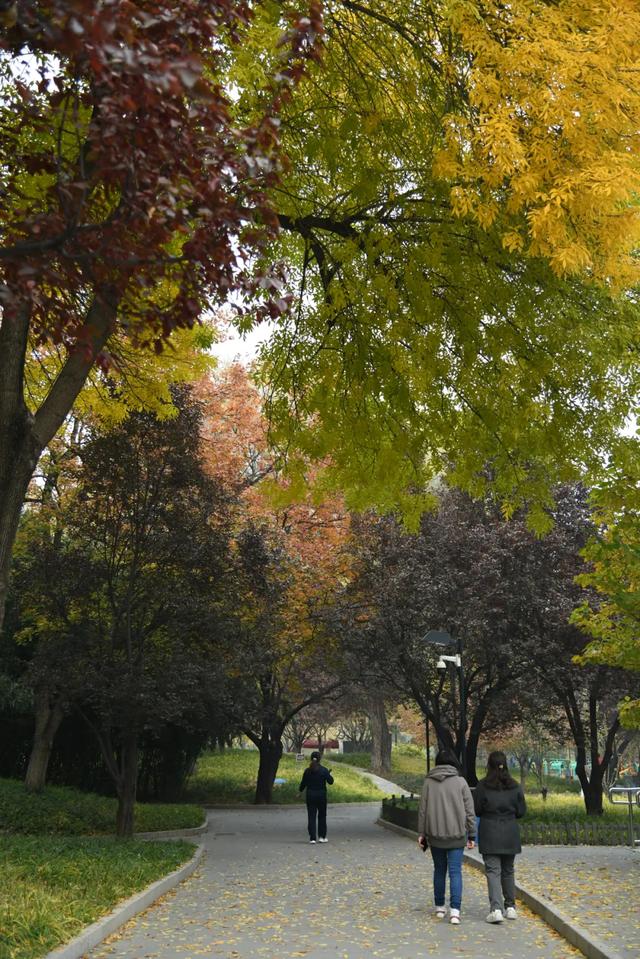人在画中游！丰台花园秋色满园，错过再等一年，快来打卡~