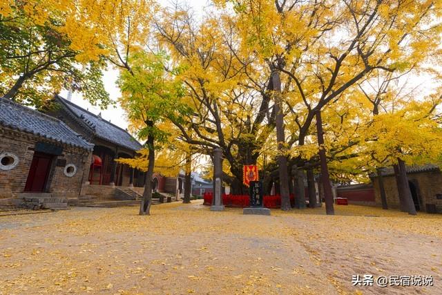 十大银杏观赏地之一的山东浮来山真的黄了！