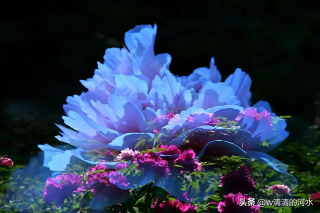 极美洛阳城牡丹迎春吐蕾绽放