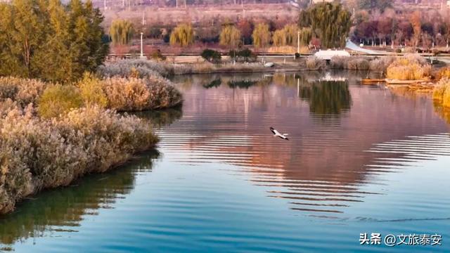 泰安“天空之镜”大火！连片芦苇+落日余晖 美到尖叫