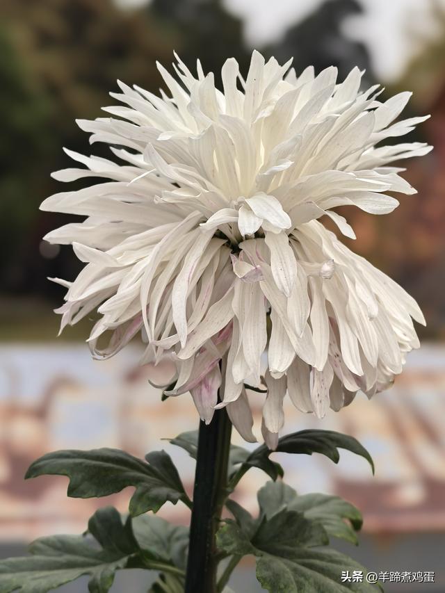 秋风独宠一园菊，晚来香艳出樊篱——北京北海公园2025年菊花展