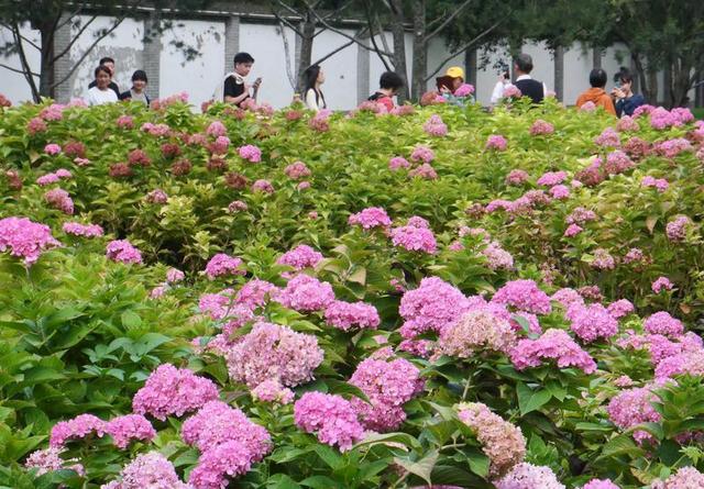 秋日来西安小雁塔赏绣球花