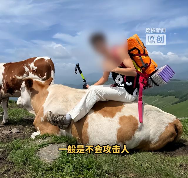 五台山一游客被牛群撞倒围攻，景区回应