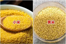 小黄米和小米的区别？哪种价格高？图片