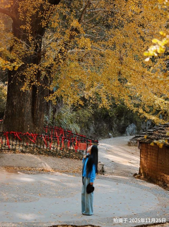 “中国银杏第一乡”迎来最佳观赏期！附近期实拍图→