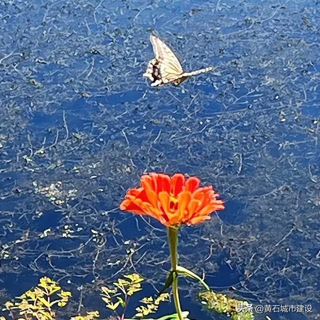 秋日遛娃天花板！黄石这里的百日菊花海美翻了