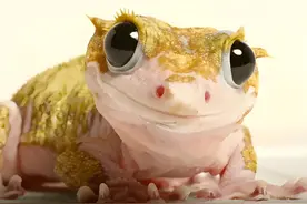 揭秘睫角守宫：萌宠特性与饲养要点全知道图片