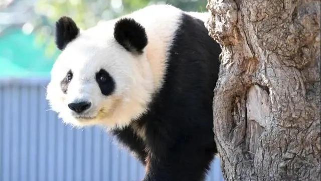 最后关头，高市政府通告中国，希望送回大熊猫，中方误判了日本？