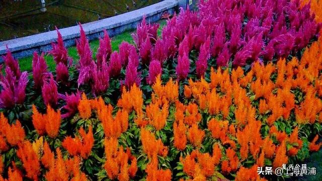 黄浦的秋：色彩与诗意“交响”