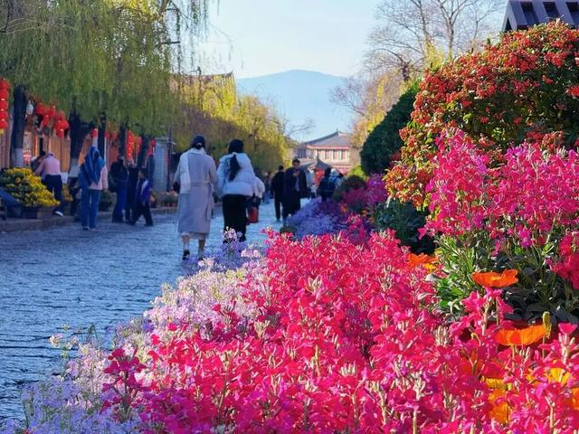 【网络中国节·春节】花海人潮映古城，八方游客来丽江过年