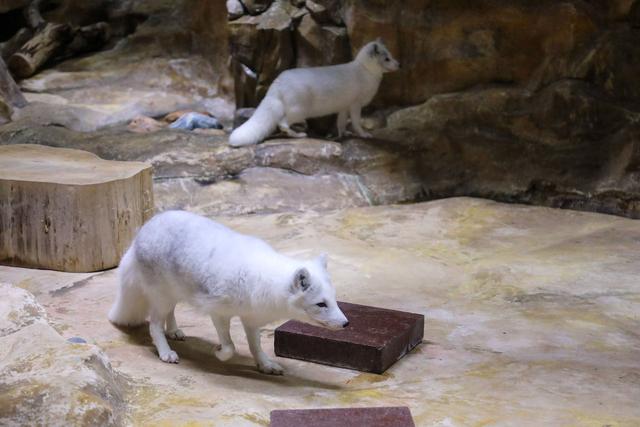 香港海洋公园，缆车俯瞰山海，探梦幻水族馆，假日亲子游的好去处