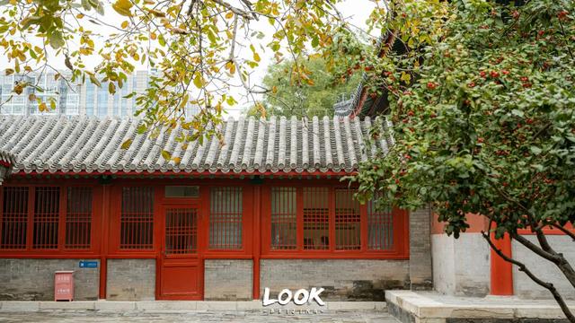 北京最新秋日打卡地 · 再看要等明年