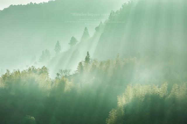 雾散竹青处 心向暖阳行