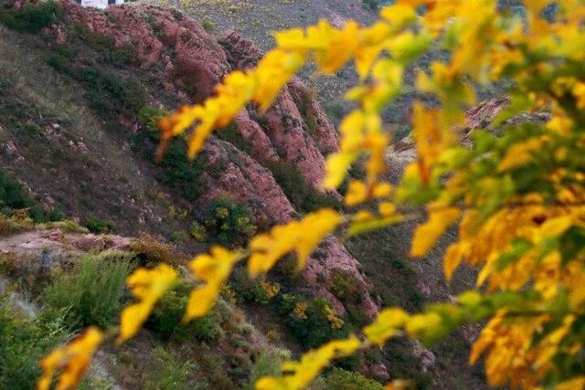 点击解锁红山国家森林公园的秋日“童话世界”→