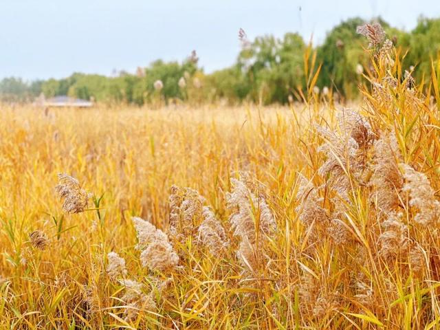 大地艺术与彩叶共绘生态画卷！藏在园博园湿地里的秋日浪漫→