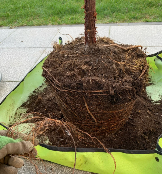 别再用小盆养花：这5种“富贵花”必须大盆养，小盆只会憋死根