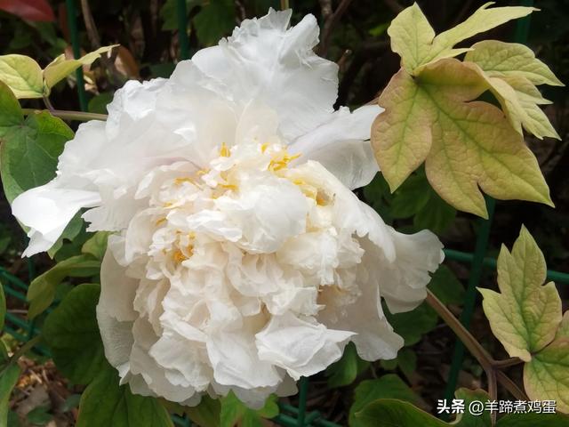 做几天洛阳人——游河南洛阳赏牡丹芬芳 总体概述(四)