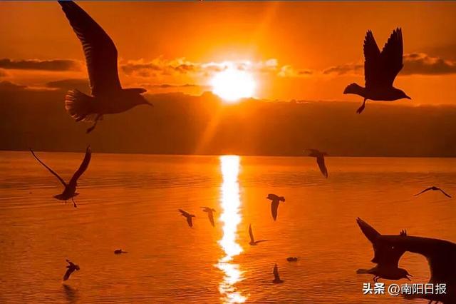 “鸥”耶！现在可以来丹江大观苑看海鸥咯~