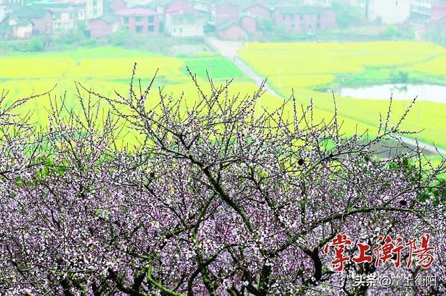 衡阳春日限定！收好这份踏青赏花打卡攻略~