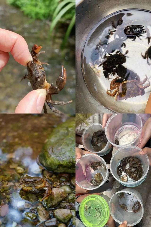最快30分钟!河滩玩水、捉鱼虾、划竹筏…没有门票!
