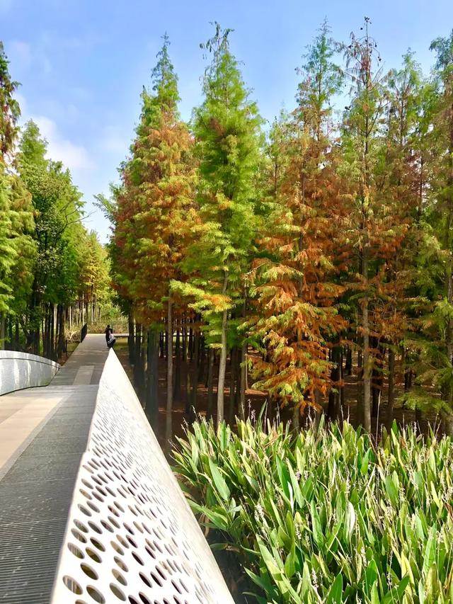 秋色斑斓美如画