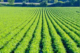 【寄语两会】像格桑花一样扎根祖国边疆图片