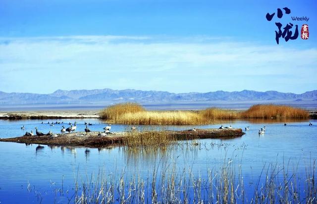 阿克塞：生灵为笔 写就草原冬日生态诗篇