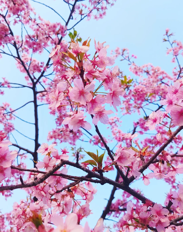 上海一公园火了！彩色油菜花+玉兰樱花同开，免费赏花正当时