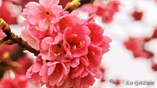 旅居祥云 | 樱花大道迎来最佳观赏期