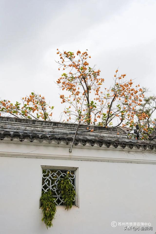 好多人在拍！苏州到底有谁在啊