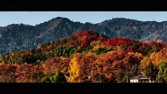 金杏摇风碎玉影，丹桂浮香染云章 —— 漫步蓉城清秋长卷