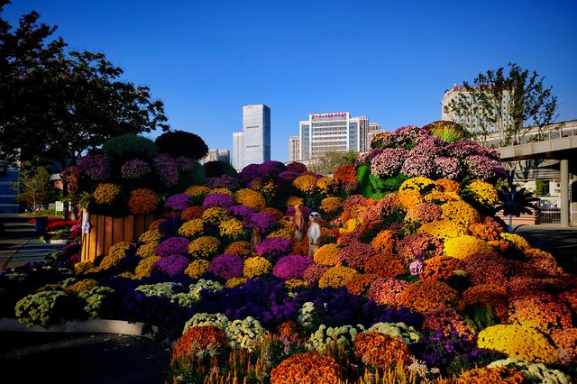 武汉动物园金秋菊展集锦