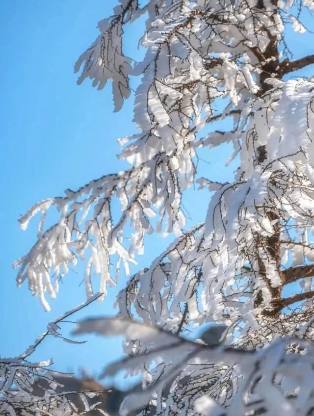 限时仙境！半价优惠！崂山巨峰雾凇季来了！打卡攻略速看