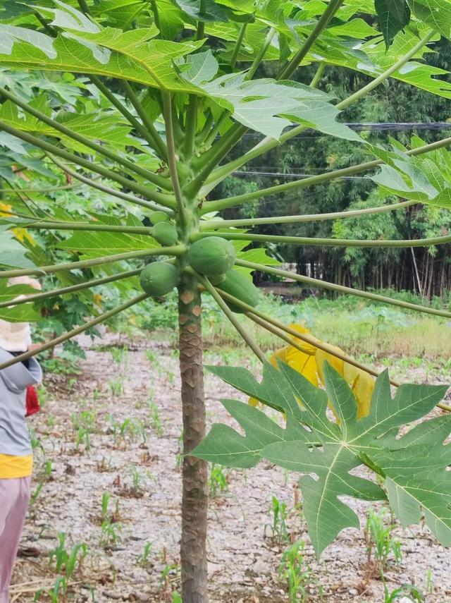见广记2：香蕉花开