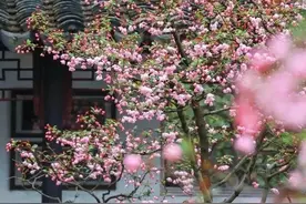 花中贵妃，苏州海棠花观赏指南来了！图片
