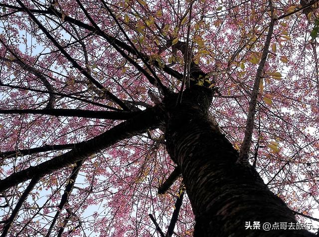 成都最大规模冬樱花开了，1000多株，惊艳壮观，免费，地铁直达！
