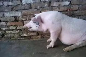 猪咳嗽咳出血是什么病？猪咳嗽出血怎么治疗？看完就明白了图片