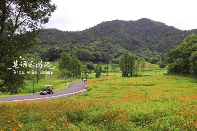 浙江宁波这片秘境又到最美时，百亩荷花美如画，金鸡菊花海也很美
