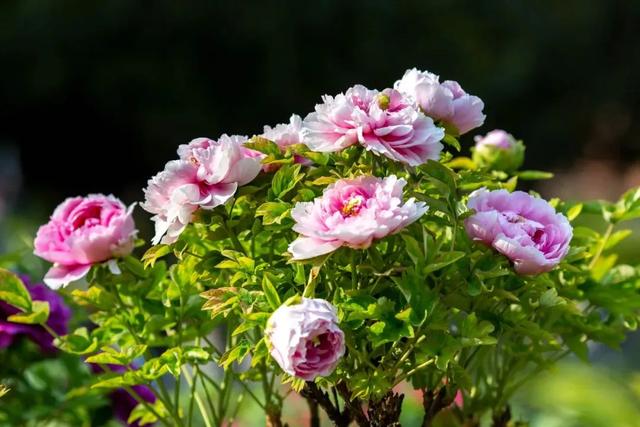 太期待了!接下来的洛阳,是这样的...