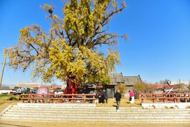 错过了？还有！石岛赏银杏真的有“后悔药”
