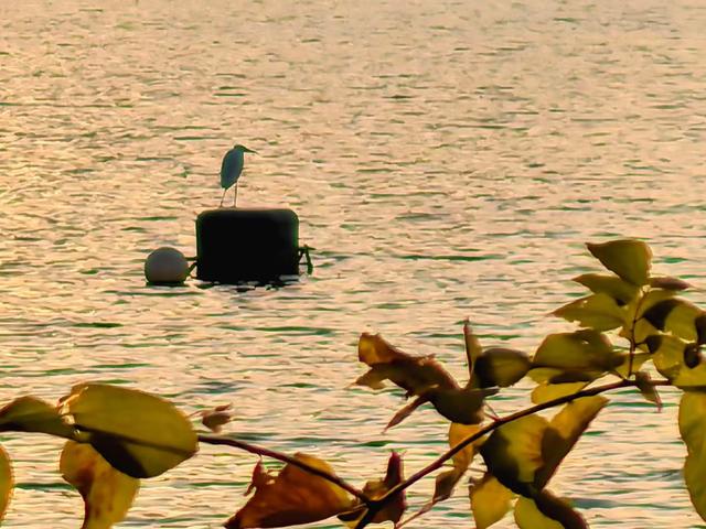 朝看芦苇夕望鸟：爱了！鸢都湖一天最美的两个时刻