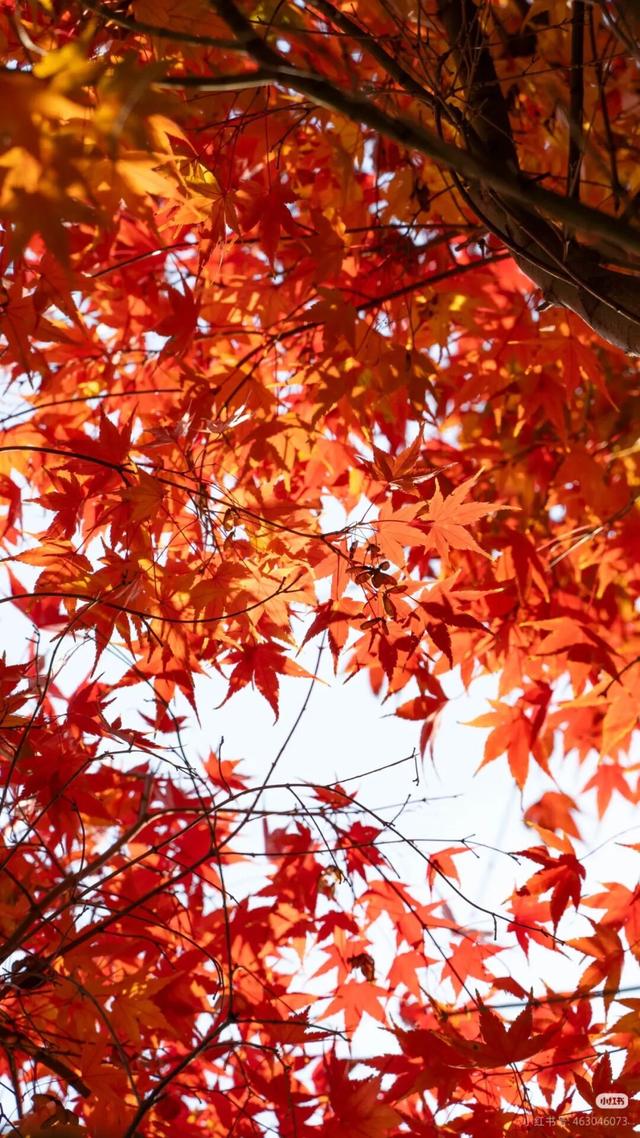 临沂这抹红，醉了秋日山水